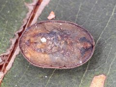 Microdon nigromarginalis