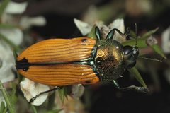 Castiarina jucunda