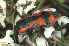 Castiarina garrawillae