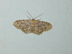 Idaea inquinata