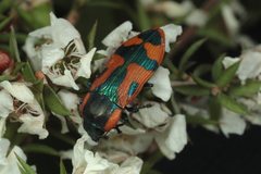 Castiarina garrawillae