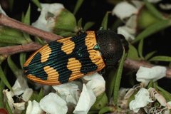 Castiarina alecgemmelli