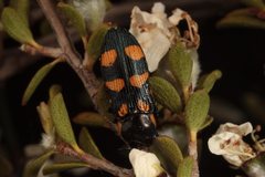 Castiarina daranj