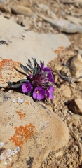 Erysimum pallasii