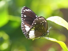 Euploea eichhorni