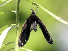 Euploea eichhorni