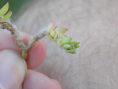 Portulaca pilosa