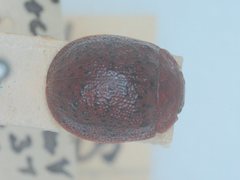 Trachymela baldiensis