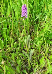 Dactylorhiza sibirica