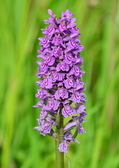 Dactylorhiza sibirica