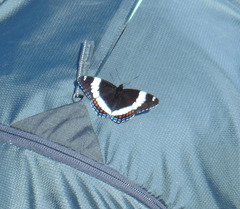 Limenitis arthemis rubrofasciata