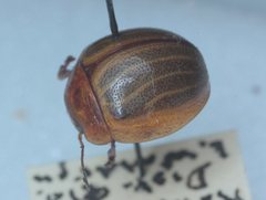Dicranosterna bipuncticollis
