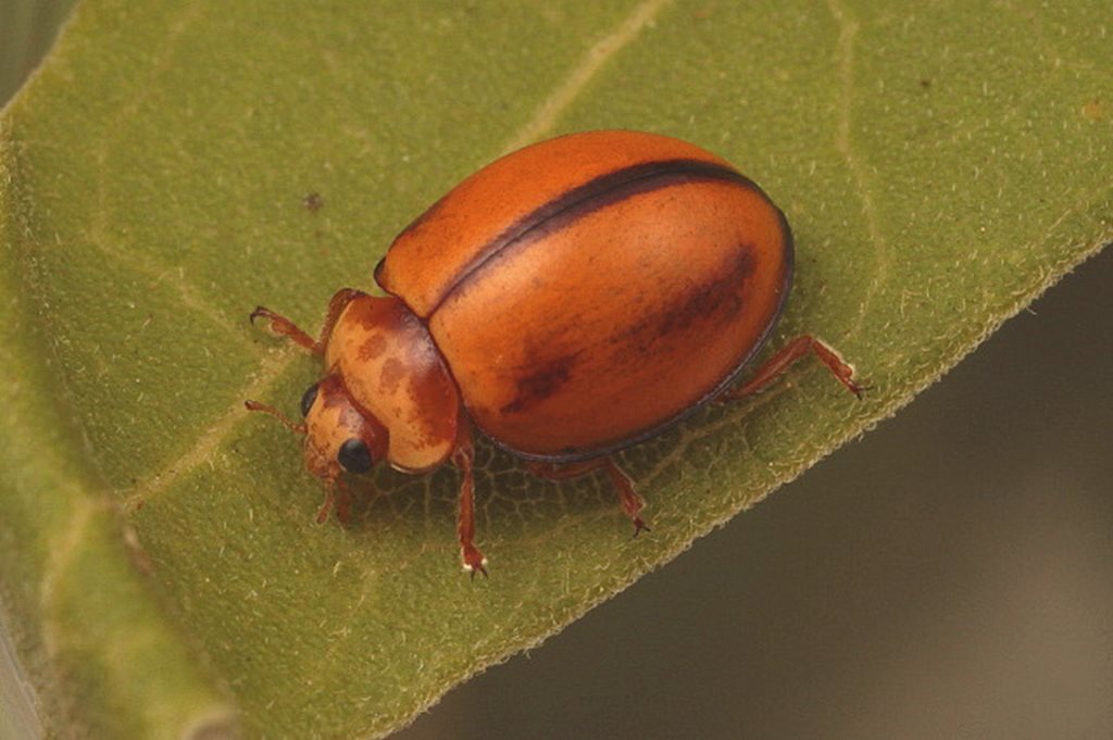 Micraspis aphidectoides