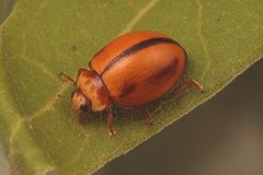 Micraspis aphidectoides