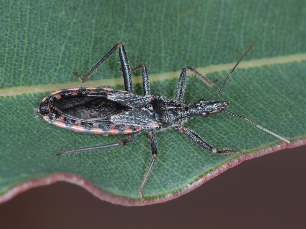 Piestolestes