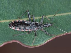 Piestolestes inermis