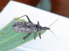 Piestolestes inermis