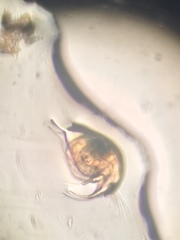 Bosmina longirostris