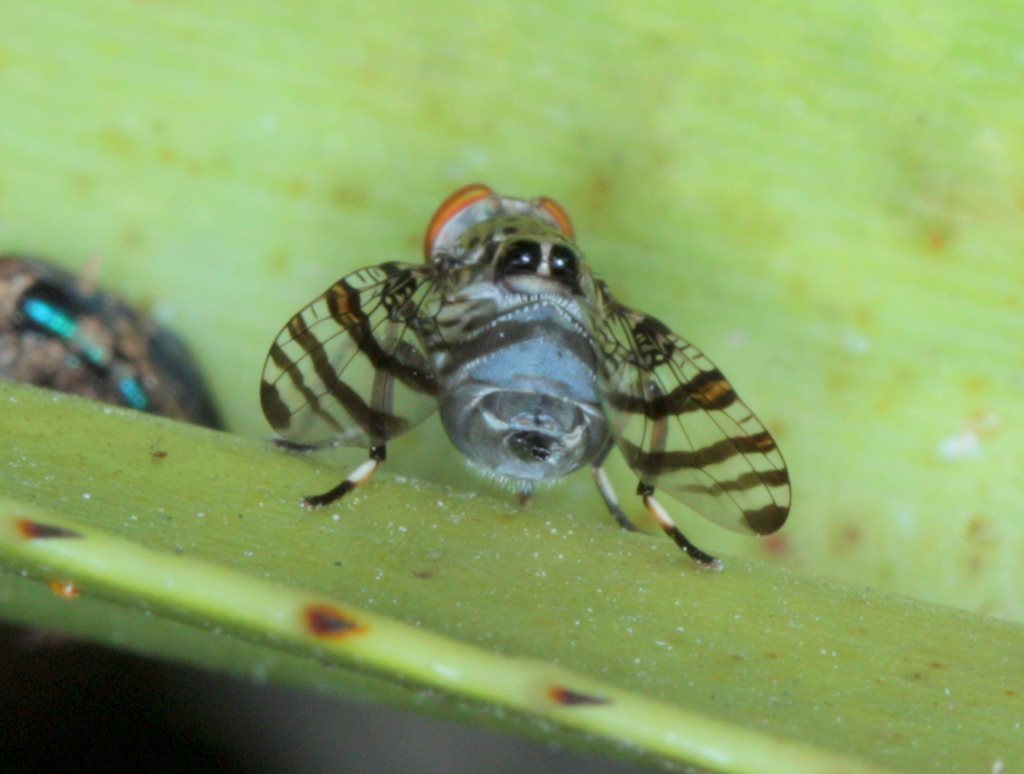 Euprosopia tenuicornis
