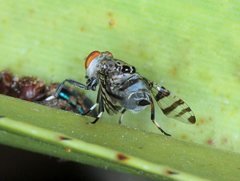 Euprosopia tenuicornis