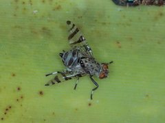 Euprosopia tenuicornis