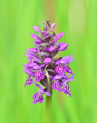 Dactylorhiza sibirica