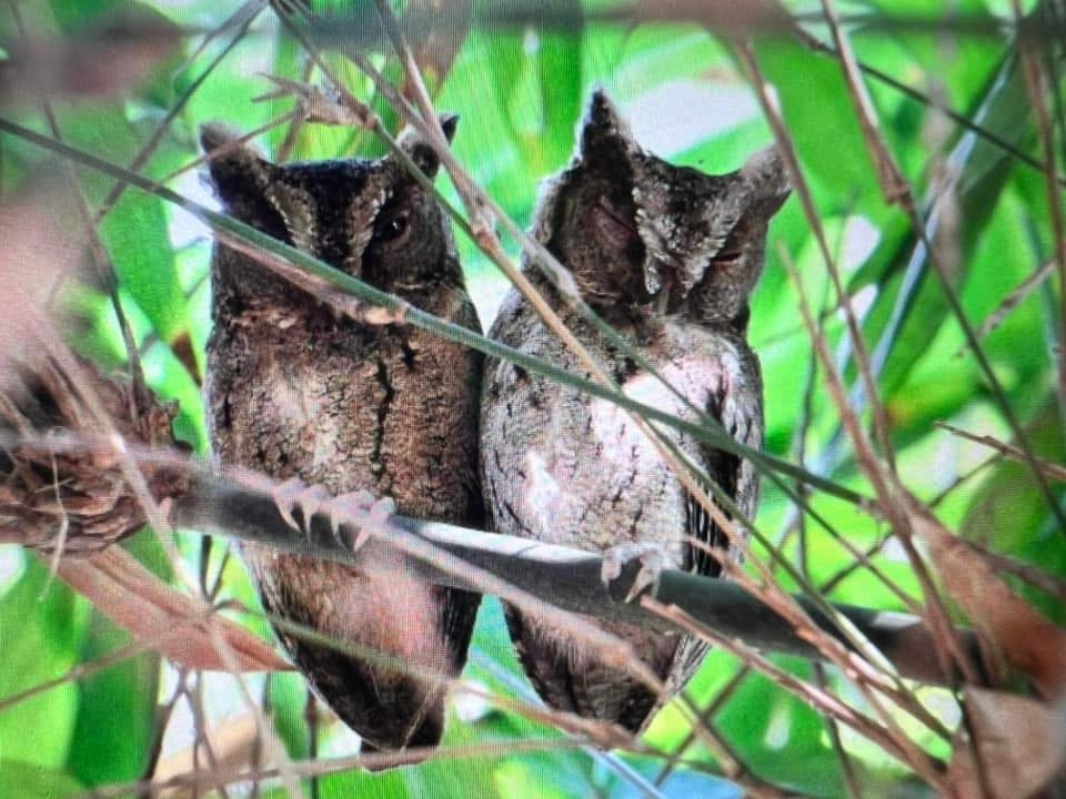Sunda Scops Owl