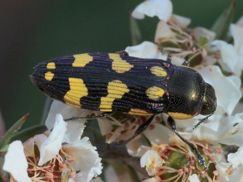 Castiarina victoriensis · iNaturalist