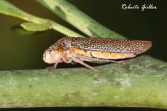 Molomea lineiceps