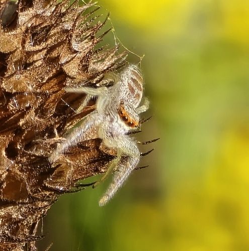 White-jawed Jumping Spider