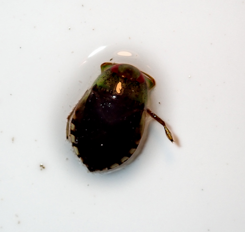 Pelocoris femoratus photo 4