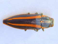 Cyrioides vittigera