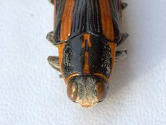 Cyrioides vittigera