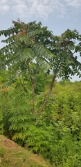 Ailanthus altissima