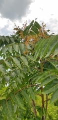 Ailanthus altissima
