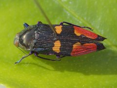 Castiarina insignis
