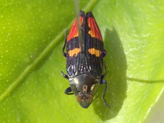 Castiarina insignis