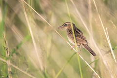 Locustella lanceolata
