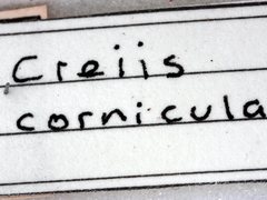 Creiis corniculatus