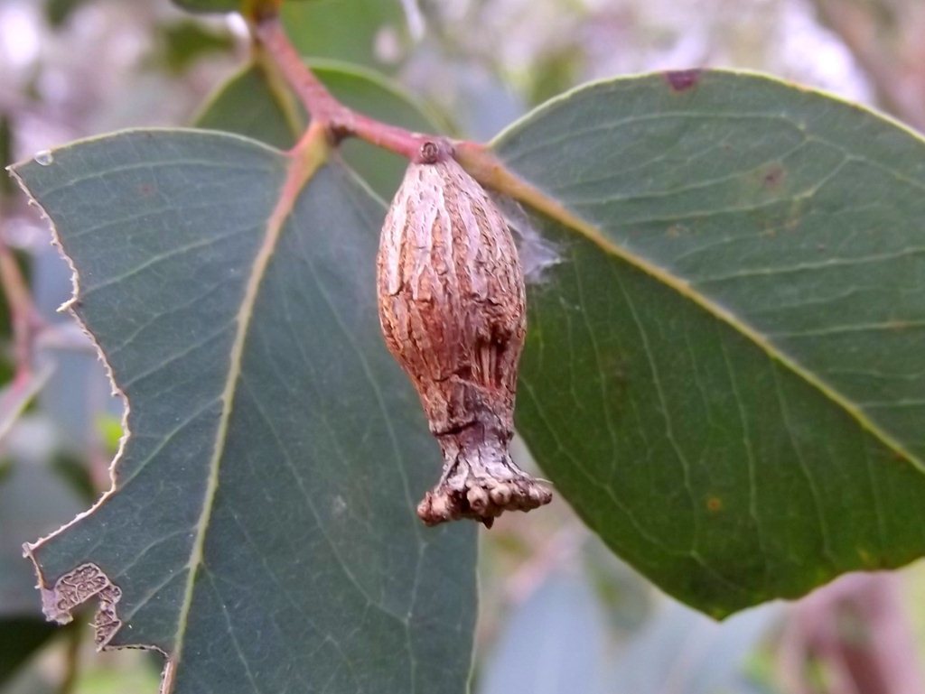 Apiomorpha urnalis