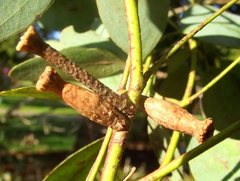 Apiomorpha urnalis