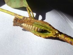 Apiomorpha urnalis
