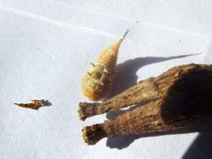 Apiomorpha urnalis