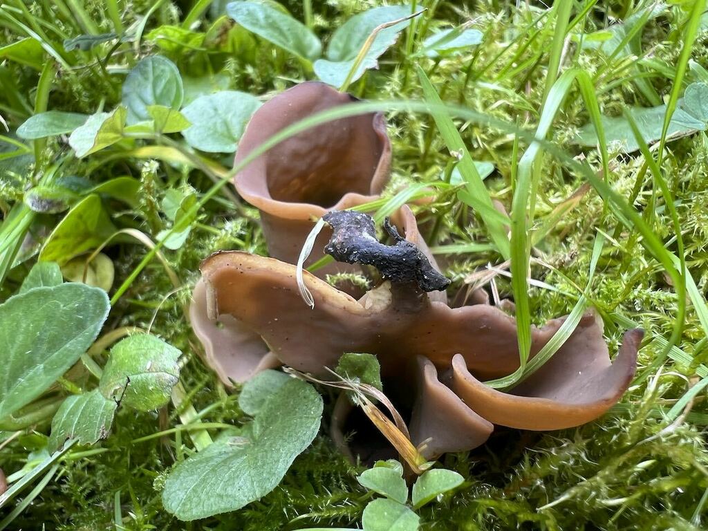 Otidea microspora