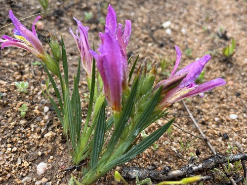 Image of Babiana pilosa by (c) Charleen Brunke, some rights reserved (CC BY)
