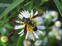 Ancistrocerus unifasciatus