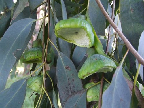 Apiomorpha spinifer · iNaturalist