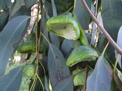 Apiomorpha spinifer