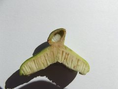 Apiomorpha spinifer