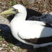 Masked Booby - Photo (c) Luis Felipe Mayorga, some rights reserved (CC BY-NC), uploaded by Luis Felipe Mayorga